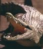croco baillant.jpg